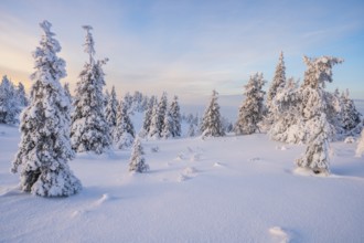 Winter landscape, Riisitunturi National Park, Posio, Lapland, Finland, Europe