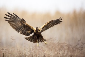 Western Marsh Harrier (Circus aeruginosus) female flying, Castile-La Mancha, Spain, Europe