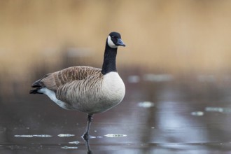 Canada Goose (Branta canadensis) on ice, Baden-Wuerttemberg, Germany, Europe