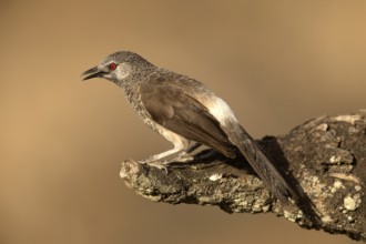 White-rumped Babbler (Turdoides leucopygia), Lake Langano, Ethiopia, Africa