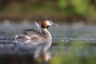 Great Crested Grebe (Podiceps cristatus) with chick, North Rhine-Westphalia, Germany, Europe