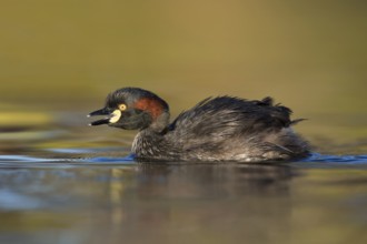 Australasian Grebe (Tachybaptus novaehollandiae) calling, Victoria, Australia, Oceania