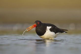 Eurasian Oystercatcher (Haematopus ostralegus) female drinking, North Rhine-Westphalia, Germany,