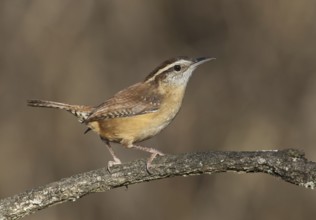 Carolina Wren (Thryothorus ludovicianus), Ohio, USA, North America