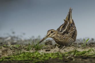 Common Snipe (Gallinago gallinago), Schleswig-Holstein, Germany, Europe