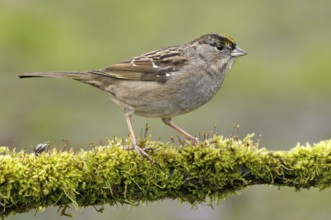 Golden-crowned Sparrow (Zonotrichia atricapilla), British Columbia, Canada, North America
