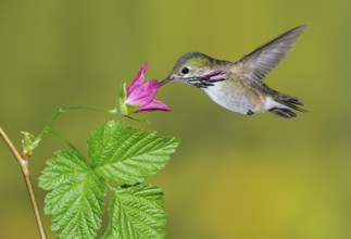 Calliope Hummingbird Male (Selasphorus calliope) - Victoria BC, Canada, North America