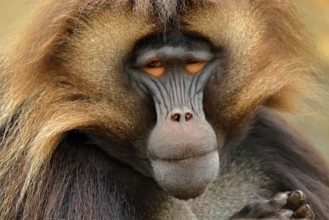 Gelada Baboon with open muzzle with tooths. Portrait of monkey from African mountain. Simien