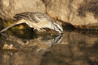 Rock Bunting (Emberiza cia), Castile-La Mancha, Spain, Europe