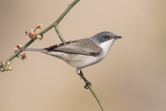 Lesser Whitethroat (Sylvia curruca) perched on a twig, Eilat, Israel, Asia