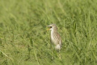 Chinese Pond Heron (Ardeola bacchus), Phetchaburi, Thailand, Asia