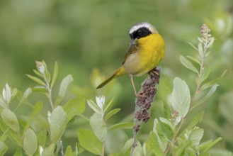 Common Yellowthroat (Geothlypis trichas) perched on a branch in Victoria, BC, Canada, North America