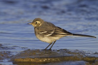 White Wagtail (Motacilla alba), Oman, Asia
