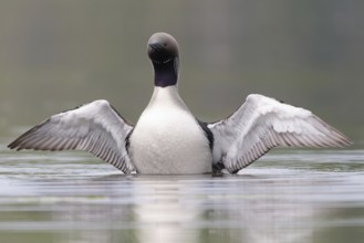 Black-throated Loon (Gavia arctica), Dalarna, Sweden, Europe