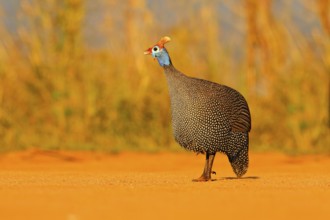 Helmeted guineafowl, Numida meleagris, bird on gravel road. Wildlife scene from African nature,