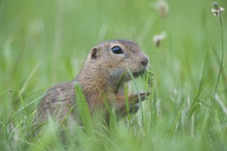 European Ground Squirrel (Spermophilus citellus) foraging in meadow, Austria, Europe