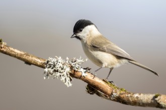 Marsh Tit (Poecile palustris), Castile-Leon, Spain, Europe