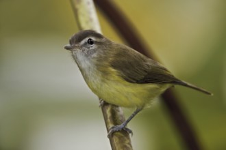 Brown-capped Vireo (Vireo leucophrys), Ecuador, South America