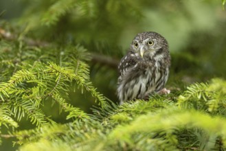 Eurasian Pygmy Owl (Glaucidium passerinum) captive, Bavaria, Germany, Europe