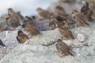 Common Starling - Star - Sturnus vulgaris ssp. vulgaris, Germany, Europe