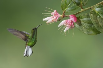 Coppery-headed Emerald (Elvira cupreiceps), Costa Rica, Central America