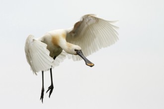 Eurasian Spoonbill (Platalea leucorodia) flying, Almere, Netherlands