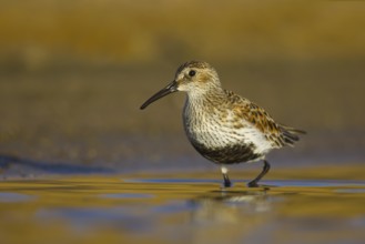 Dunlin (Calidris alpina) foraging, North Rhine-Westphalia, Germany, Europe