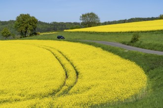 Car on a small country road through rape fields in full bloom, spring in the Elfringhauser Schweiz,
