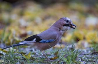 Eurasian Jay (Garrulus glandarius) perched on the ground with broken hazelnut in its beak Bavaria,