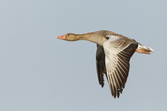 Greylag Goose (Anser anser) flying, Lake Neusiedl, Austria, Europe