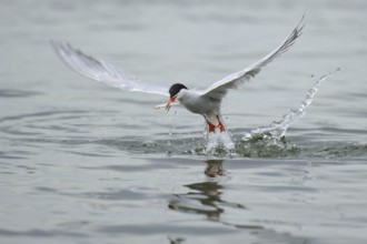 Common Tern (Sterna hirundo) flying, Lower Saxony, Germany, Europe