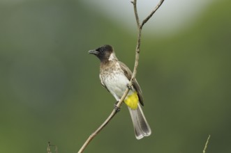 Common Bulbul (Pycnonotus barbatus), Malindi, Kenya, Africa