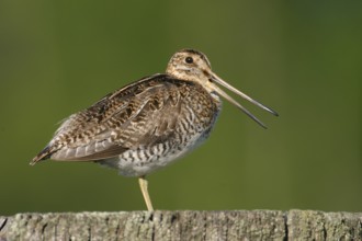 Wilson's Snipe (Gallinago delicata), Alaska, USA, North America