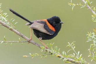 Red-backed Fairywren (Malurus melanocephalus) perched on a branch in eastern Australia