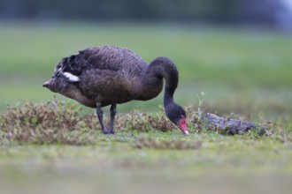 Black Swan (Cygnus atratus) grazing, Victoria, Australia, Oceania
