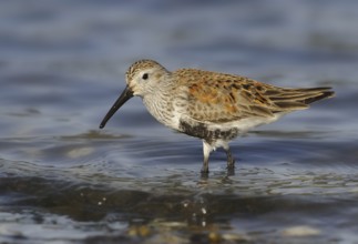 Dunlin (Calidris alpina), British Columbia, Canada, North America