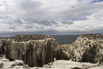 Common Murre (Uria aalge) colony, Farne Islands, United Kingdom, Europe