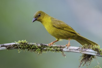 Olive-green Tanager (Orthogonys chloricterus) perched on a branch in the Atlantic rainforest of
