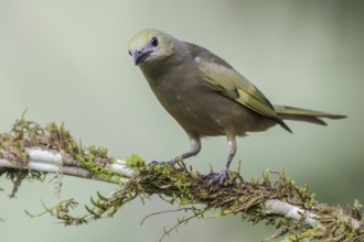 Palm Tanager (Thraupis palmarum) perched on a branch in the Atlantic rainforest of southeast Brazil