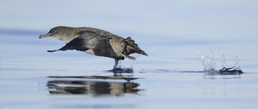 Sooty Shearwater (Ardenna grisea), British Columbia, Canada, North America