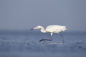 White-morph Reddish Egret : Mustang Island State Park : Port Aransas, TX