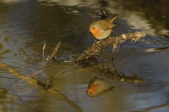 Rotkehlchen (Erithacus rubecula) im Winter am Bach
