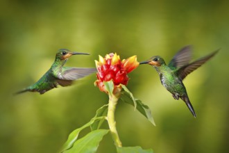 Hummingbird Green-crowned Brilliant, Heliodoxa jacula, green bird from Costa Rica flying next to