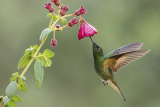 Buff-tailed Coronet (Boissonneaua flavescens) flying while feeding at a flower in Colombia, South