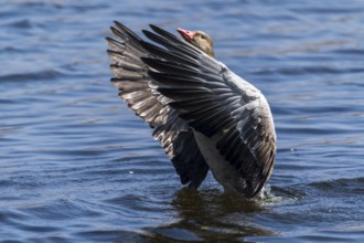 Goose spreading its wings in the water, reflecting sunbeams, Greylag Goose (Anser anser), wildlife,