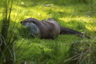 A lying otter relaxing on a green meadow, European otter (Lutra lutra), Germany, Europe