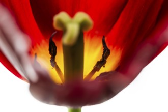 Pistil and stamens, red tulip (Tulipa)
