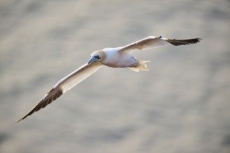 Northern gannet (Morus bassanus) flying over the sea at sunset, wildlife, Helgoland, Germany,