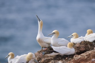 Northern gannet (Morus bassanus) on the cliff in the colony, wildlife, Helgoland, Germany, Europe