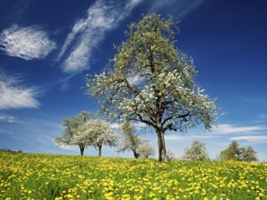 Field of flowering dandelions and pear trees (Pyrus communis), Beinwil, Freiamt, Canton Aargau,
